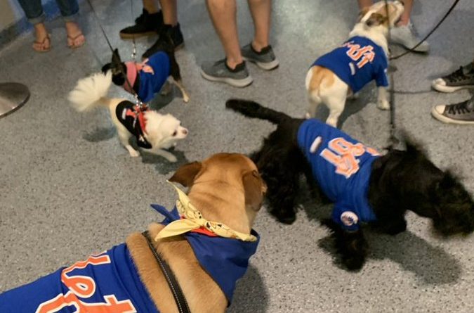 mets dog jersey