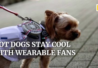It’s So Hot, People Are Strapping Fans to Their Dogs