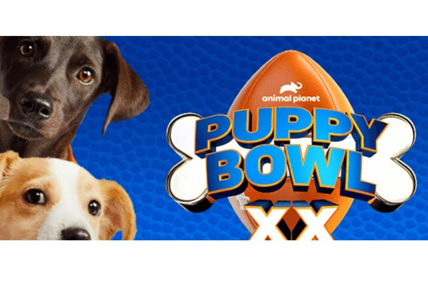 How to Watch the 2024 Puppy Bowl 106.3 The Fox