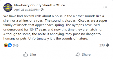 The Cicadas Are Already Creating Havoc . . .