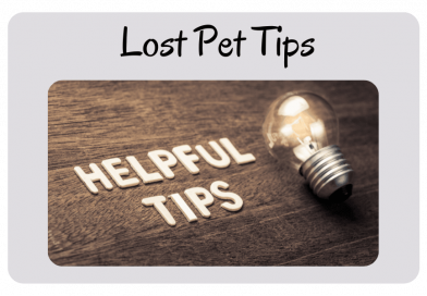 Some tips on how to find a lost pet.