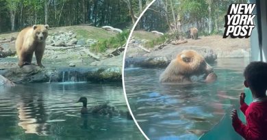 Bear Gobbles up Ducklings at Zoo