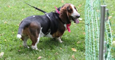 Keep An Eye On Your Pets In This Extreme Heat