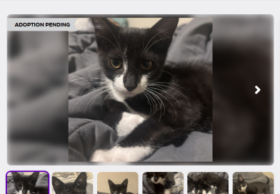 Stupid Criminal: Kitten Accomplice Stupid Criminal: Kitten Accomplice
