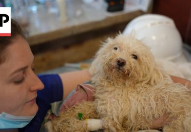 A “Good Boy” Good News Story: