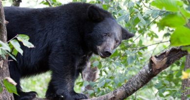 Black Bear Sightings At All-Time High In Ohio Black Bear Sightings At All-Time High In Ohio