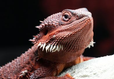 A Stupid Criminal “Support Animal”