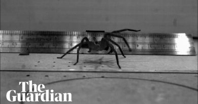 This Week in Science: Carbon Dioxide, Mouth Swabs, And VERY Fast Spiders