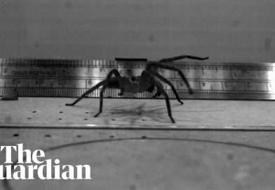 This Week in Science: Carbon Dioxide, Mouth Swabs, And VERY Fast Spiders This Week in Science: Carbon Dioxide, Mouth Swabs, And VERY Fast Spiders